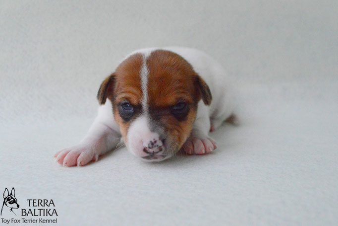 #тойфокстерьер #амертой #террабалтика #toyfoxterrier #terrabaltika #puppies #kennel #маленькаясобака #минипорода #маленькаяпородасобак #собачканамаленькихножках #американскийтойфокстерьер #тойфокс #americantoyfoxterrier