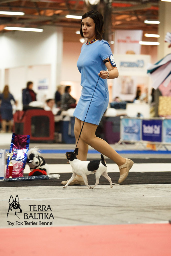 #тойфокстерьер #амертой #террабалтика #toyfoxterrier #terrabaltika #puppies #kennel