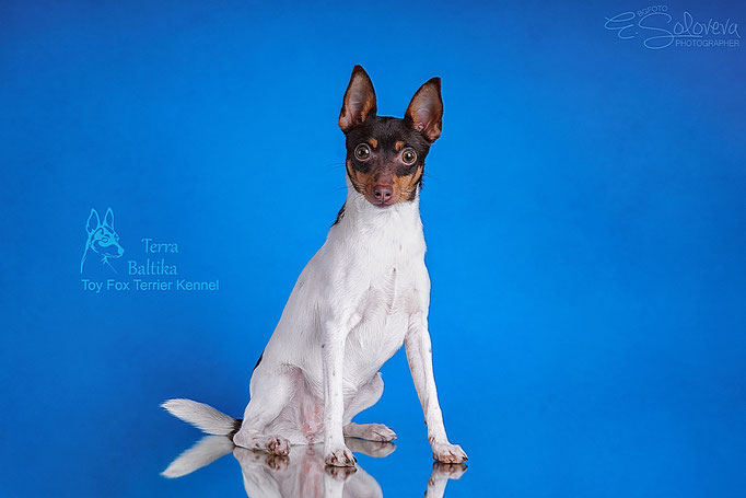 #тойфокстерьер #амертой #террабалтика #toyfoxterrier #terrabaltika #puppies #kennel