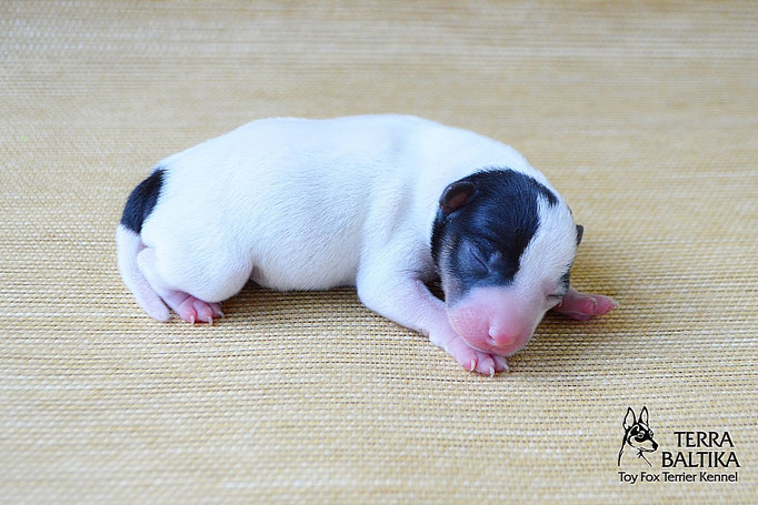 #тойфокстерьер #амертой #террабалтика #toyfoxterrier #terrabaltika #puppies #kennel
