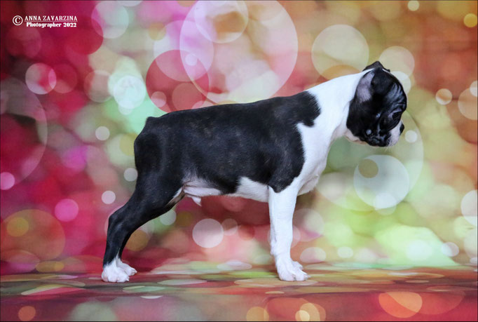 Бостон терьер, бостонский терьер, Boston terrier, щенки бостона, питомник бостон терьеров, Terra Baltika, Терра Балтика