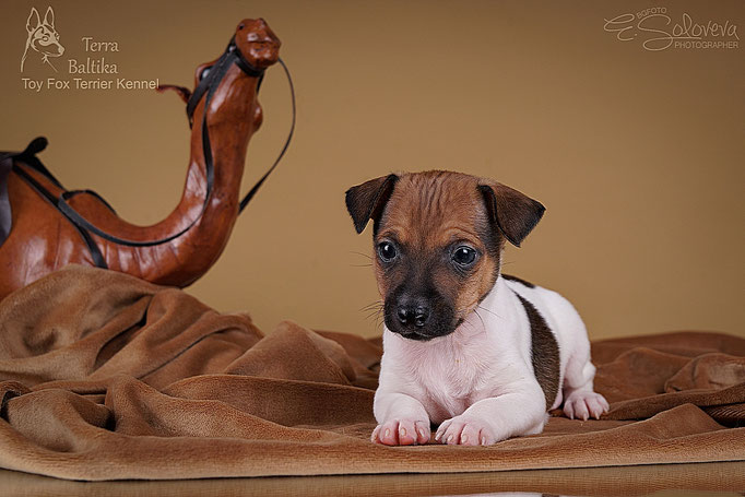#тойфокстерьер #амертой #террабалтика #toyfoxterrier #terrabaltika #puppies #kennel