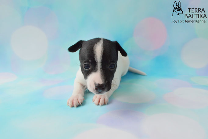 #тойфокстерьер #амертой #террабалтика #toyfoxterrier #terrabaltika #puppies #kennel