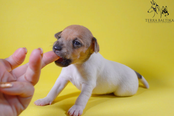 #тойфокстерьер #амертой #террабалтика #toyfoxterrier #terrabaltika #puppies #kennel