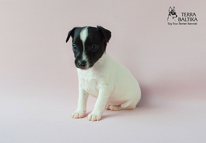 #тойфокстерьер #амертой #террабалтика #toyfoxterrier #terrabaltika #puppies #kennel