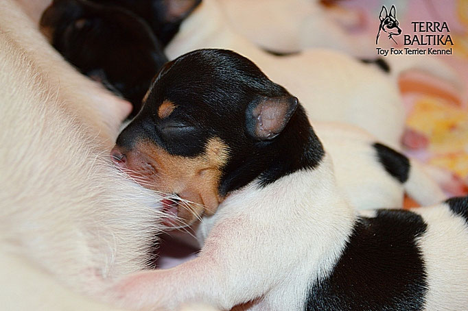 #тойфокстерьер #амертой #террабалтика #toyfoxterrier #terrabaltika #puppies #kennel