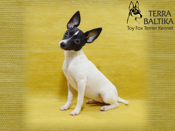 #тойфокстерьер #амертой #террабалтика #toyfoxterrier #terrabaltika #puppies #kennel