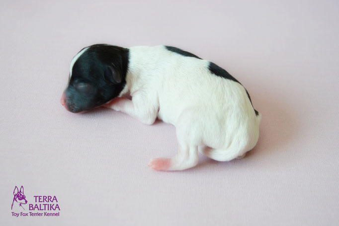 #тойфокстерьер #амертой #террабалтика #toyfoxterrier #terrabaltika #puppies #kennel