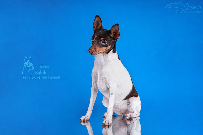 #тойфокстерьер #амертой #террабалтика #toyfoxterrier #terrabaltika #puppies #kennel