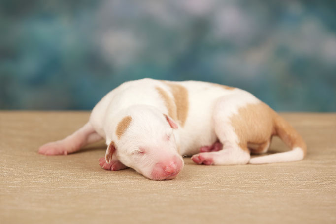 Поденко ибиценко, ибицкая борзая, ивисская борзая, ибизан, Podenco Ibicenco, Ibizan Hound, Terra Baltika, Терра Балтика