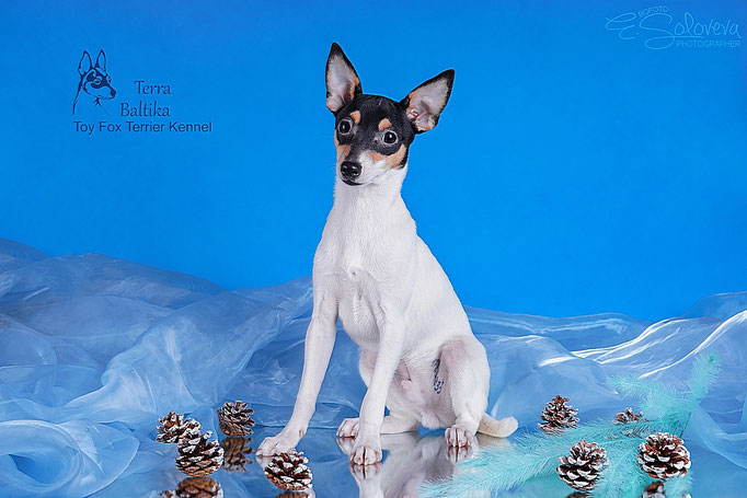 #тойфокстерьер #амертой #террабалтика #toyfoxterrier #terrabaltika #puppies #kennel
