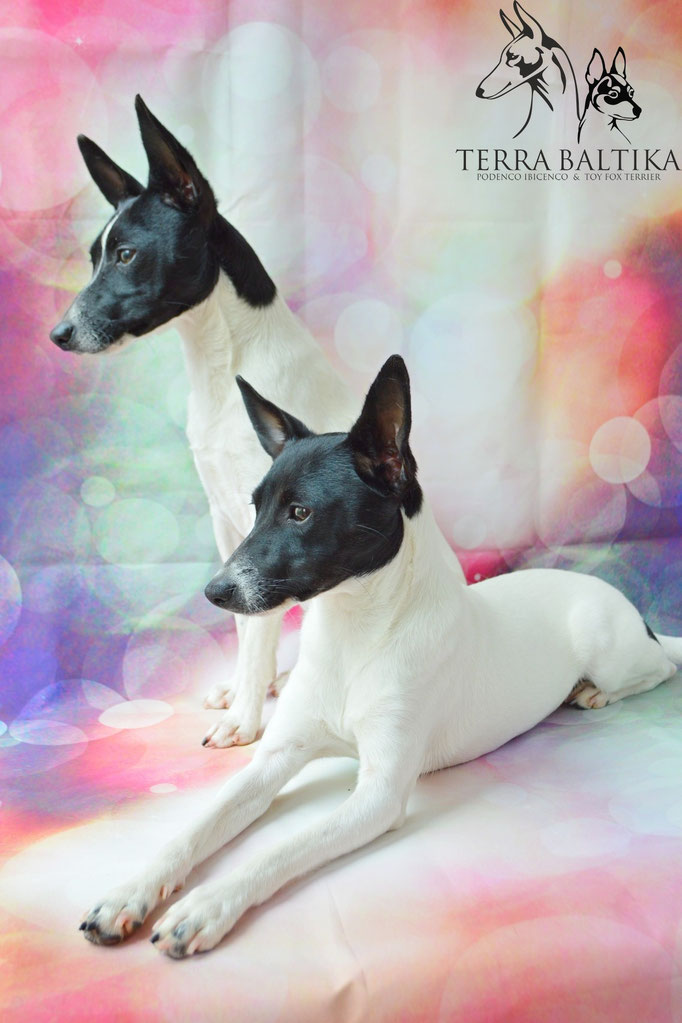 #тойфокстерьер #амертой #террабалтика #toyfoxterrier #terrabaltika #puppies #kennel