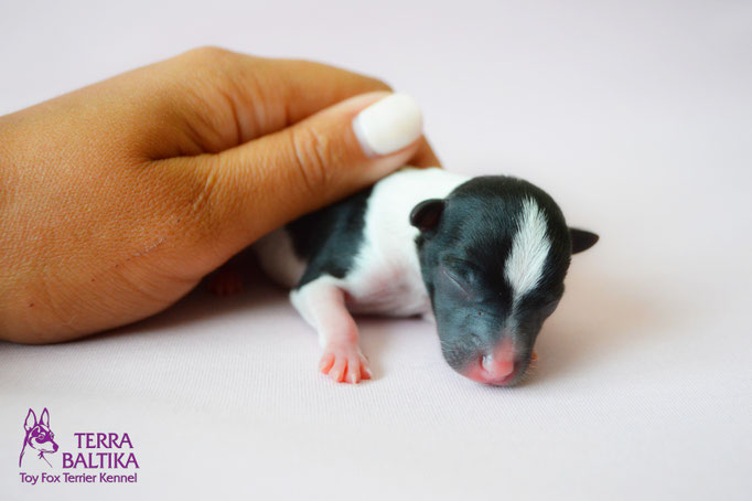 #тойфокстерьер #амертой #террабалтика #toyfoxterrier #terrabaltika #puppies #kennel