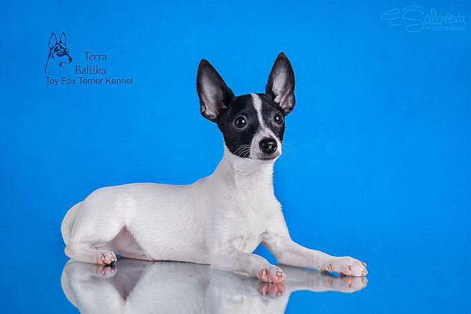 #тойфокстерьер #амертой #террабалтика #toyfoxterrier #terrabaltika #puppies #kennel