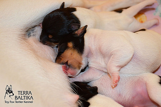 #тойфокстерьер #амертой #террабалтика #toyfoxterrier #terrabaltika #puppies #kennel