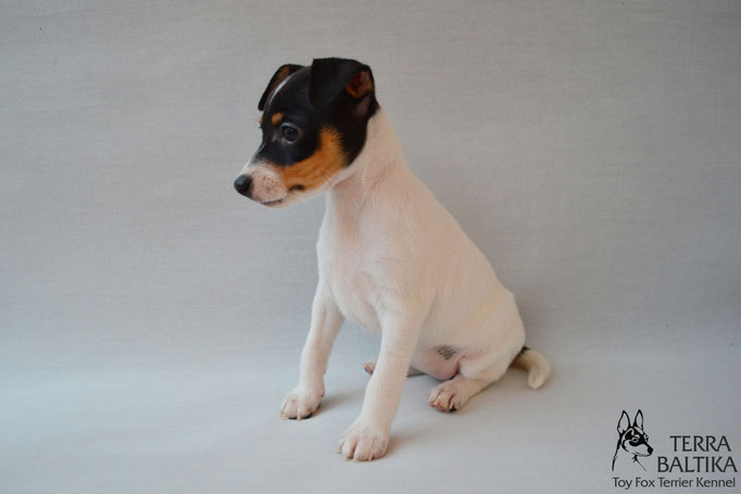 #тойфокстерьер #амертой #террабалтика #toyfoxterrier #terrabaltika #puppies #kennel #маленькаясобака #минипорода #маленькаяпородасобак #собачканамаленькихножках #американскийтойфокстерьер #тойфокс #americantoyfoxterrier