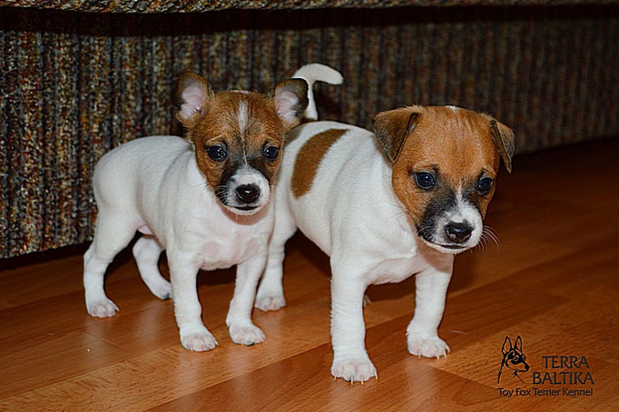 #тойфокстерьер #амертой #террабалтика #toyfoxterrier #terrabaltika #puppies #kennel