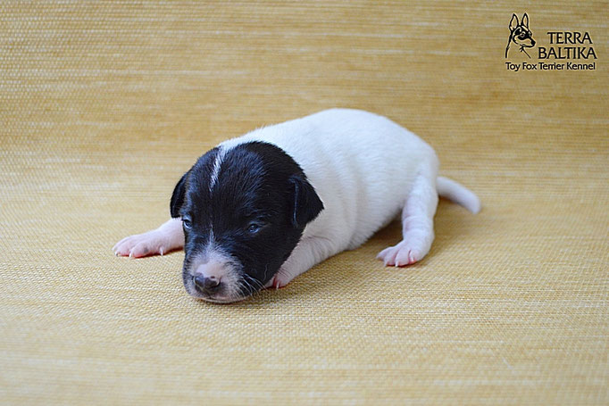 #тойфокстерьер #амертой #террабалтика #toyfoxterrier #terrabaltika #puppies #kennel
