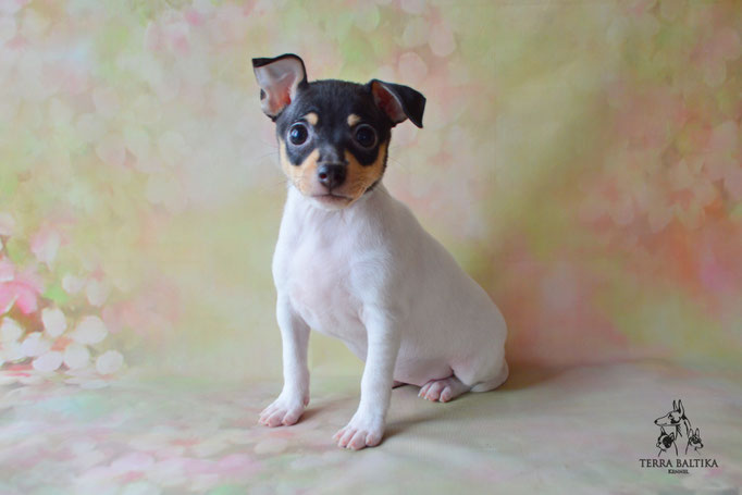 Той-фокстерьер, той-фокс, амертой, тфт, американский той-фокстерьер, Toy fox Terrier