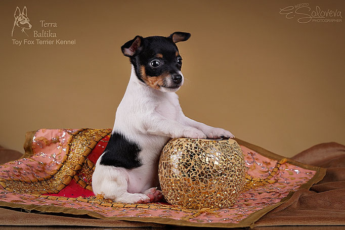 #тойфокстерьер #амертой #террабалтика #toyfoxterrier #terrabaltika #puppies #kennel