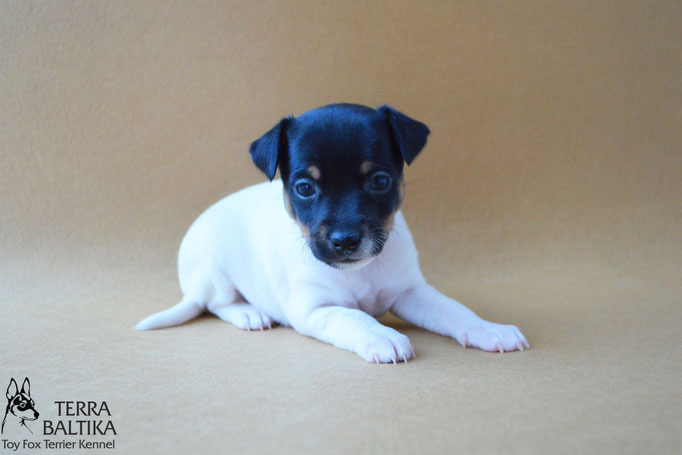 #тойфокстерьер #амертой #террабалтика #toyfoxterrier #terrabaltika #puppies #kennel #маленькаясобака #минипорода #маленькаяпородасобак #собачканамаленькихножках #американскийтойфокстерьер #тойфокс #americantoyfoxterrier