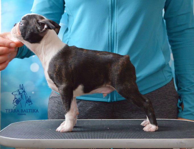 бостон терьер, бостонский терьер, boston terrier, бостон, щенки бостона, питомник бостонов