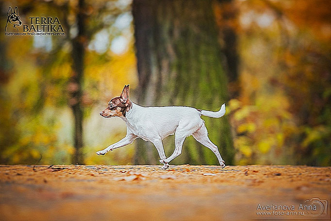 #тойфокстерьер #амертой #террабалтика #toyfoxterrier #terrabaltika #puppies #kennel