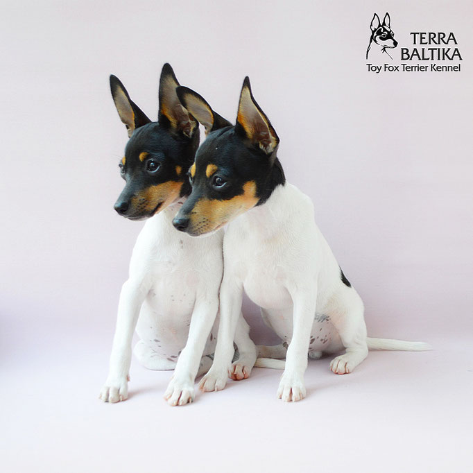 #тойфокстерьер #амертой #террабалтика #toyfoxterrier #terrabaltika #puppies #kennel