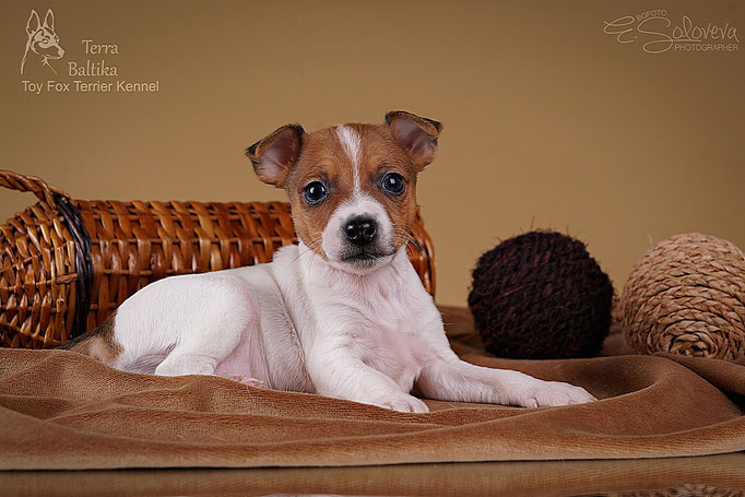#тойфокстерьер #амертой #террабалтика #toyfoxterrier #terrabaltika #puppies #kennel