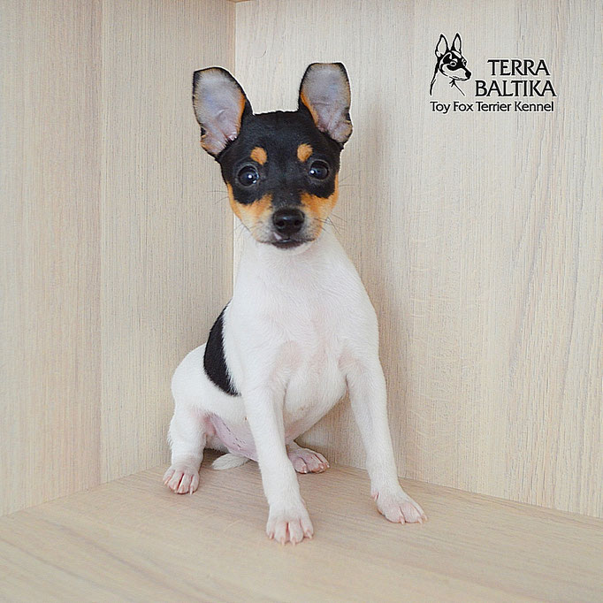 #тойфокстерьер #амертой #террабалтика #toyfoxterrier #terrabaltika #puppies #kennel