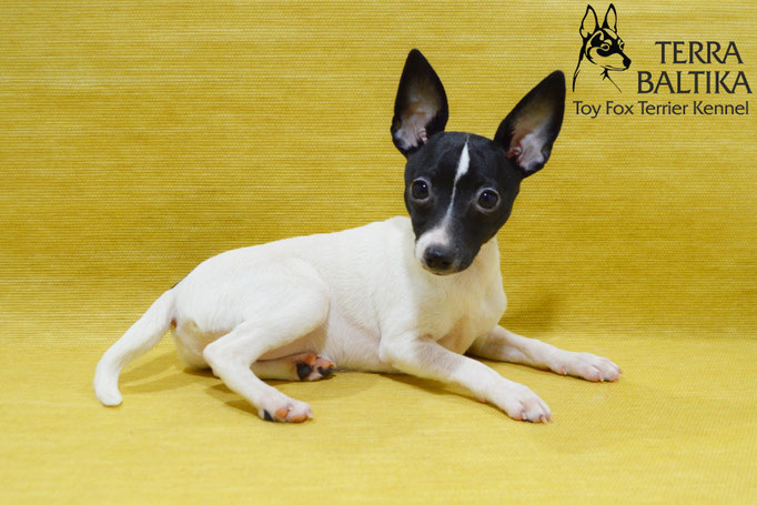 #тойфокстерьер #амертой #террабалтика #toyfoxterrier #terrabaltika #puppies #kennel