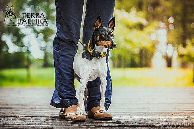 #тойфокстерьер #амертой #террабалтика #toyfoxterrier #terrabaltika #puppies #kennel