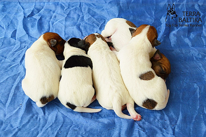 #тойфокстерьер #амертой #террабалтика #toyfoxterrier #terrabaltika #puppies #kennel