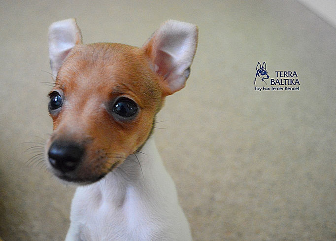 #тойфокстерьер #амертой #террабалтика #toyfoxterrier #terrabaltika #puppies #kennel