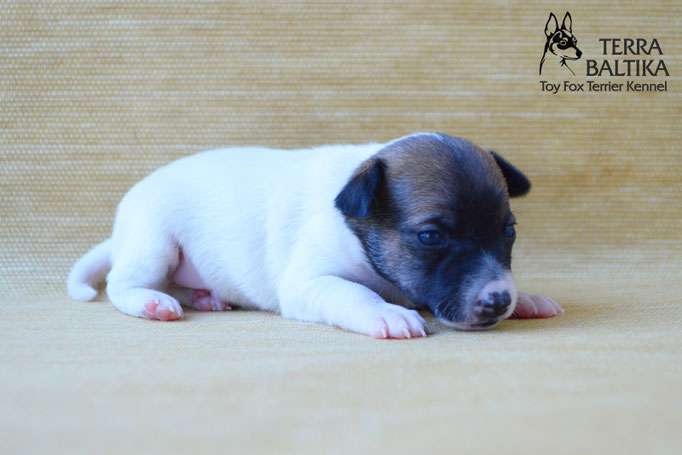 #тойфокстерьер #амертой #террабалтика #toyfoxterrier #terrabaltika #puppies #kennel