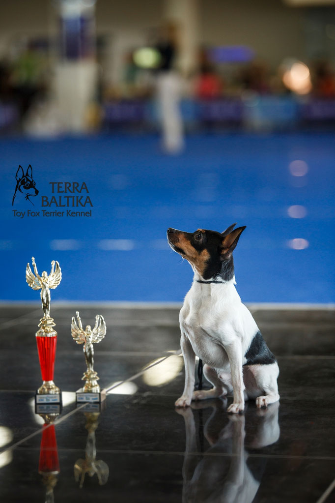 #тойфокстерьер #амертой #террабалтика #toyfoxterrier #terrabaltika #puppies #kennel