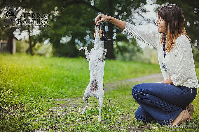 #тойфокстерьер #амертой #террабалтика #toyfoxterrier #terrabaltika #puppies #kennel