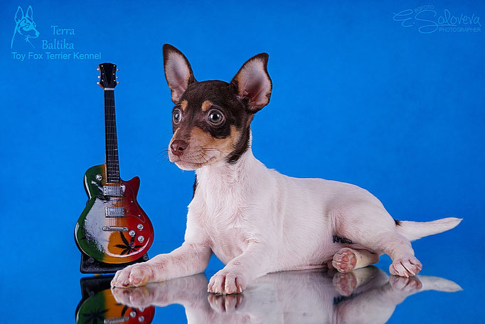 #тойфокстерьер #амертой #террабалтика #toyfoxterrier #terrabaltika #puppies #kennel