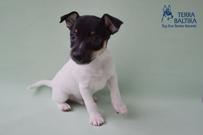 #тойфокстерьер #амертой #террабалтика #toyfoxterrier #terrabaltika #puppies #kennel #маленькаясобака #минипорода #маленькаяпородасобак #собачканамаленькихножках #американскийтойфокстерьер #тойфокс #americantoyfoxterrier