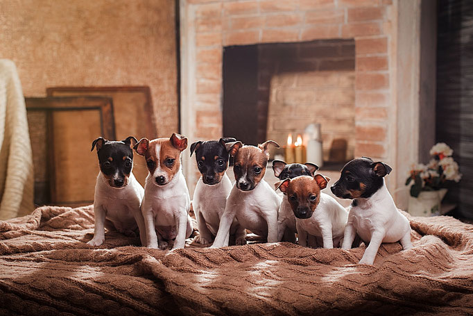 #тойфокстерьер #амертой #террабалтика #toyfoxterrier #terrabaltika #puppies #kennel