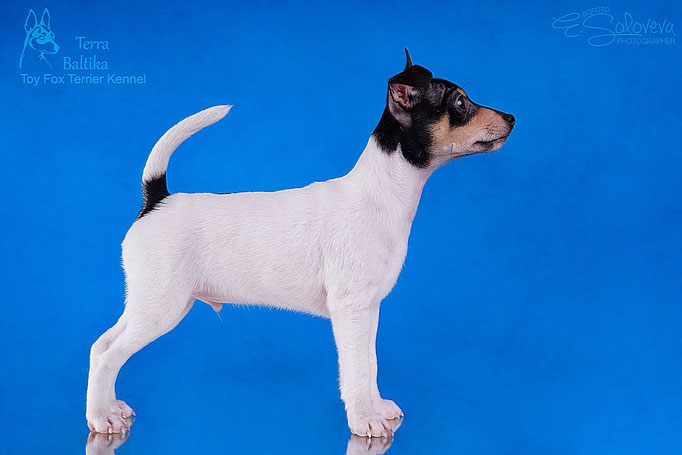 #тойфокстерьер #амертой #террабалтика #toyfoxterrier #terrabaltika #puppies #kennel