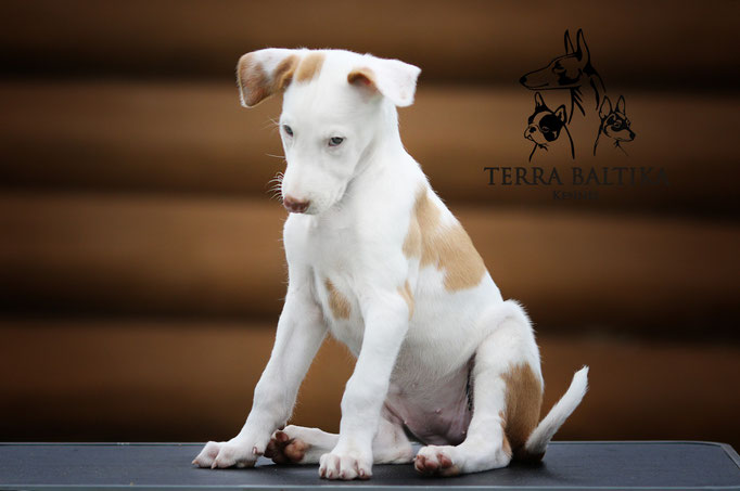 Поденко ибиценко, ибицкая борзая, ивисская борзая, ибизан, Podenco Ibicenco, Ibizan Hound, Terra Baltika, Терра Балтика