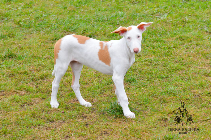 Поденко ибиценко, ибицкая борзая, ивисская борзая, ибизан, Podenco Ibicenco, Ibizan Hound, Terra Baltika, Терра Балтика