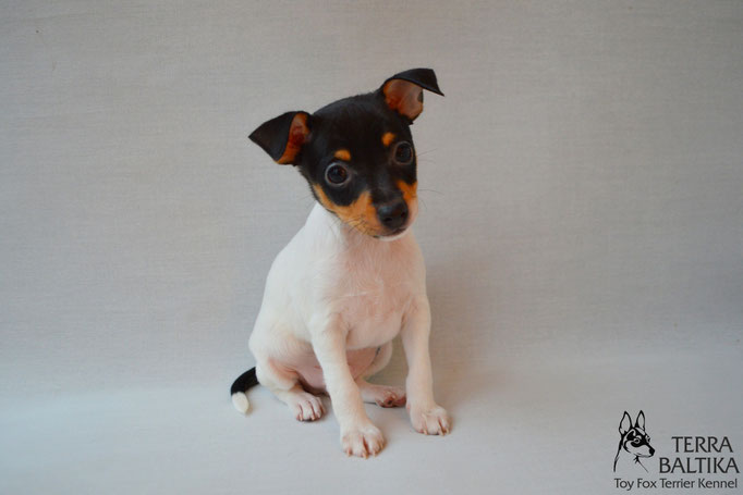 #тойфокстерьер #амертой #террабалтика #toyfoxterrier #terrabaltika #puppies #kennel #маленькаясобака #минипорода #маленькаяпородасобак #собачканамаленькихножках #американскийтойфокстерьер #тойфокс #americantoyfoxterrier