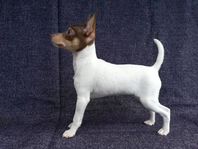 #тойфокстерьер #амертой #террабалтика #toyfoxterrier #terrabaltika #puppies #kennel