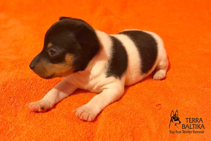 #тойфокстерьер #амертой #террабалтика #toyfoxterrier #terrabaltika #puppies #kennel