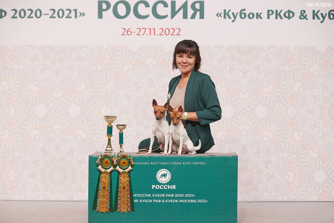 Той-фокстерьеры питомника Терра Балтика