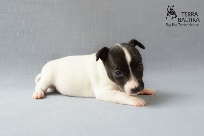 #тойфокстерьер #амертой #террабалтика #toyfoxterrier #terrabaltika #puppies #kennel