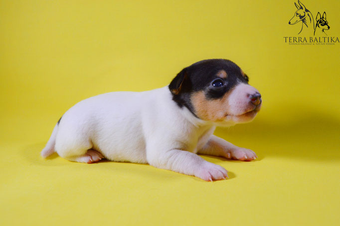 #тойфокстерьер #амертой #террабалтика #toyfoxterrier #terrabaltika #puppies #kennel