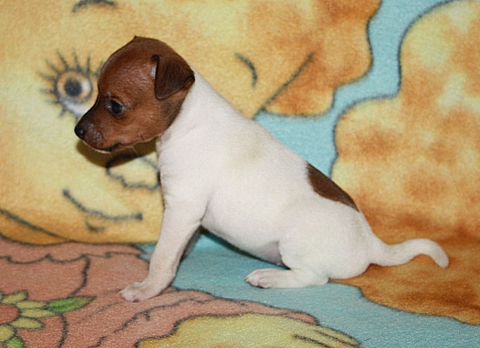 #тойфокстерьер #амертой #террабалтика #toyfoxterrier #terrabaltika #puppies #kennel